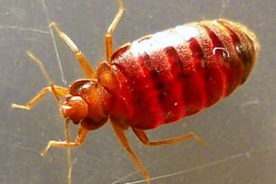 Bedbugs In San Francisco But Don T Panic