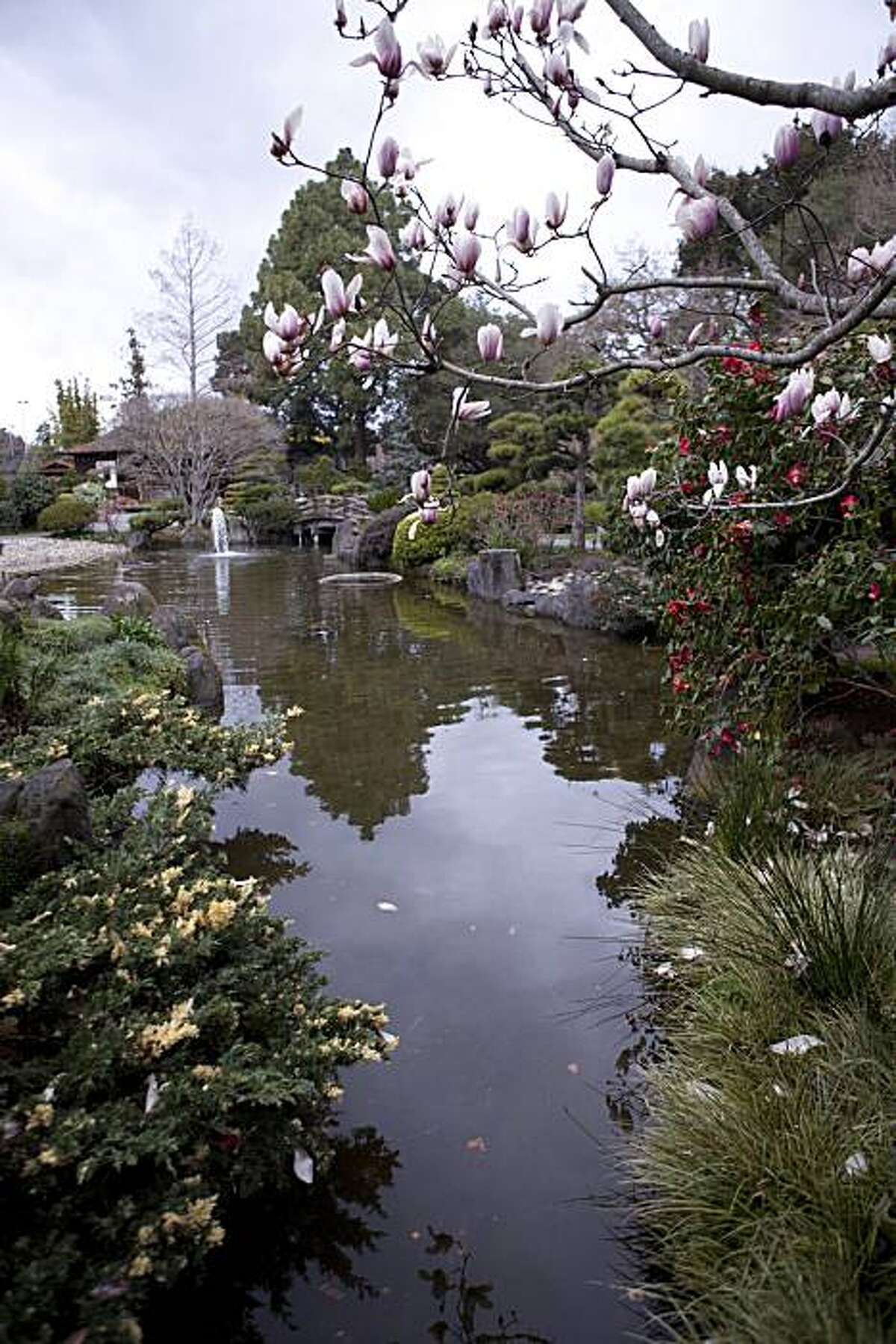 Japanese Tea Garden, San Mateo Haven amid hubbub