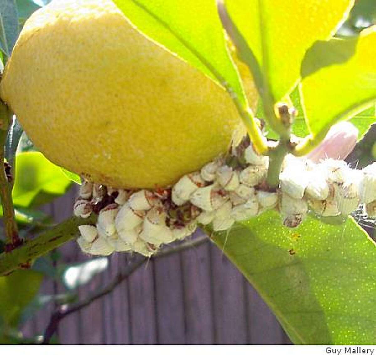 Cottony cushion scales a citrus bud lookalike