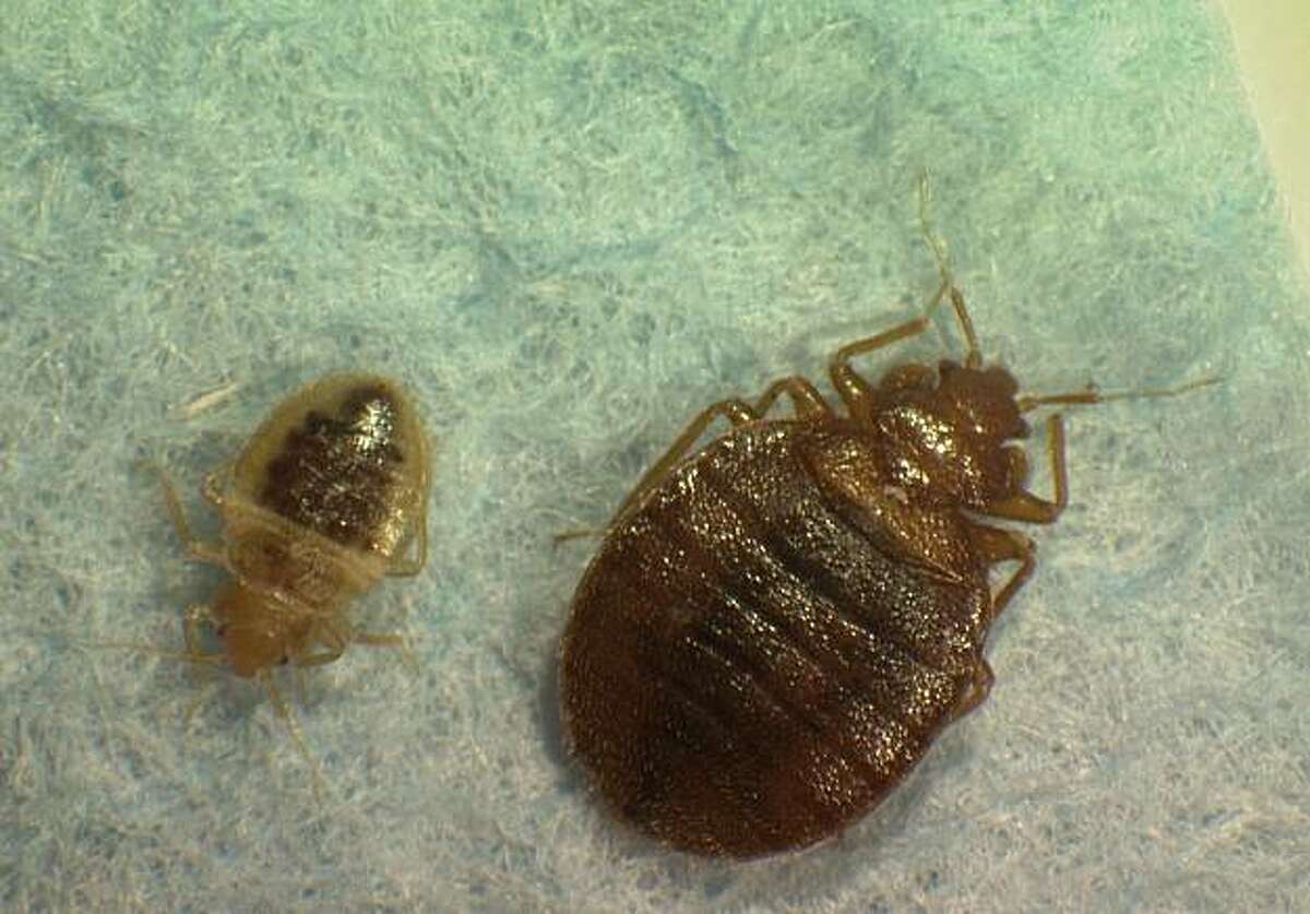 Heat treatment won't ward off return of bedbugs