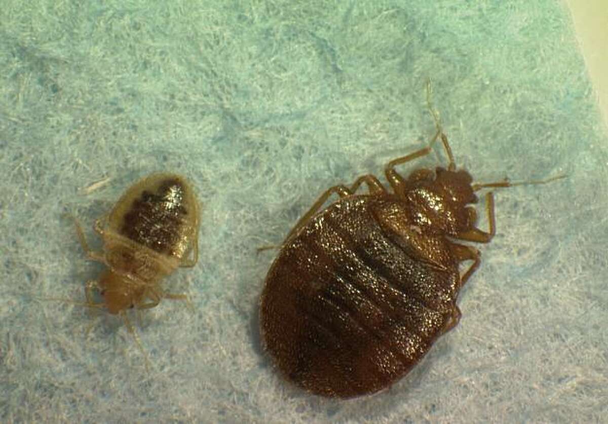 Heat Treatment Won'T Ward Off Return Of Bedbugs