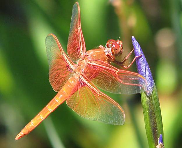 Field guides help identify garden pests