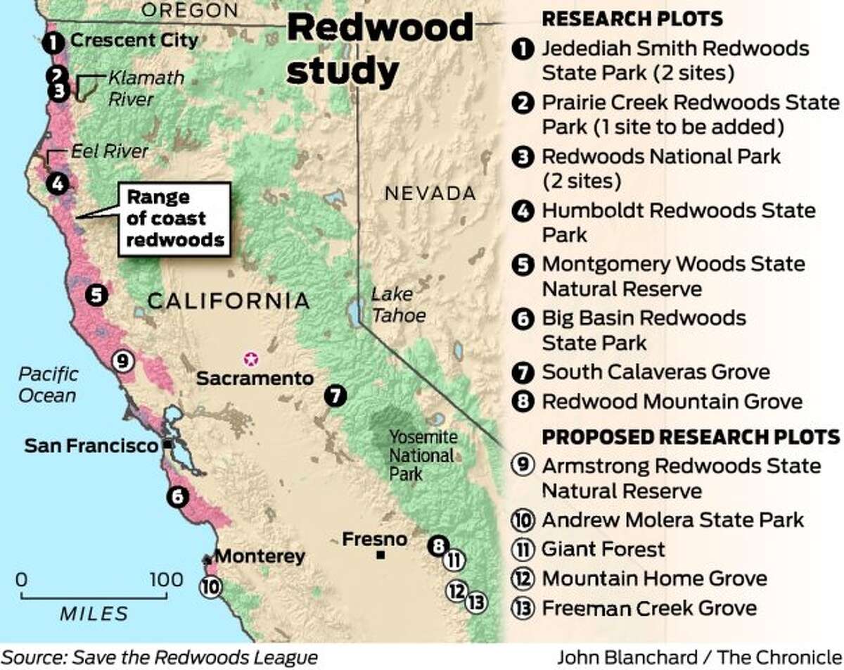 Scientists look to redwoods for answers on warming