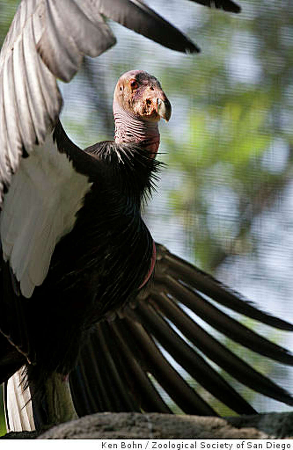 California condors need the protection afforded by a reinvigorated federal Endangered Species Act.