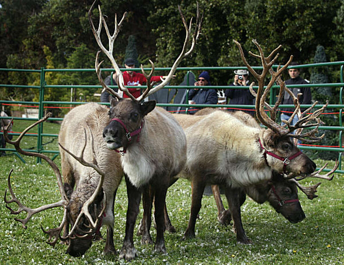 Reindeer arrive for holidays at San Francisco Zoo