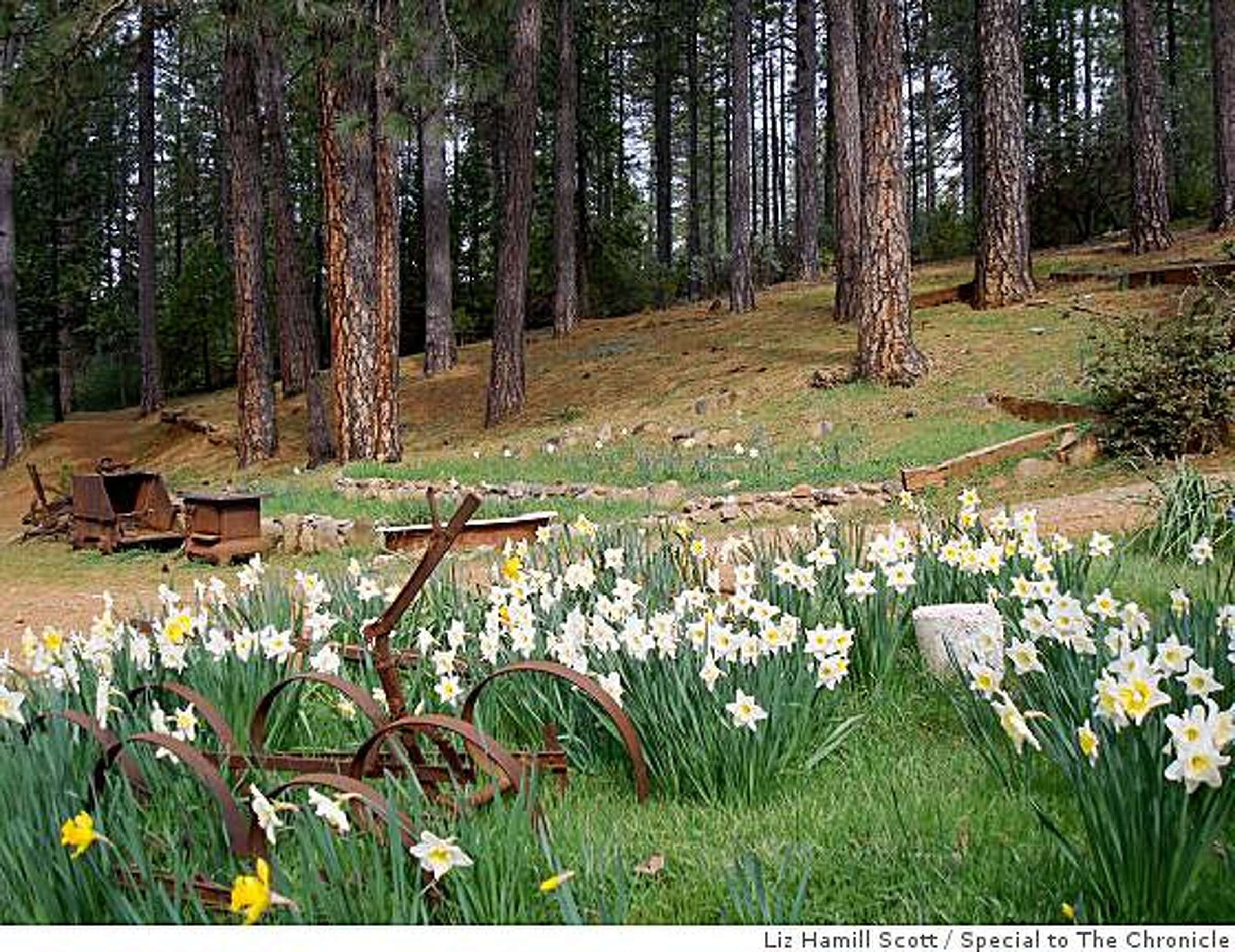 Go now Daffodil Hill and Sutter Creek
