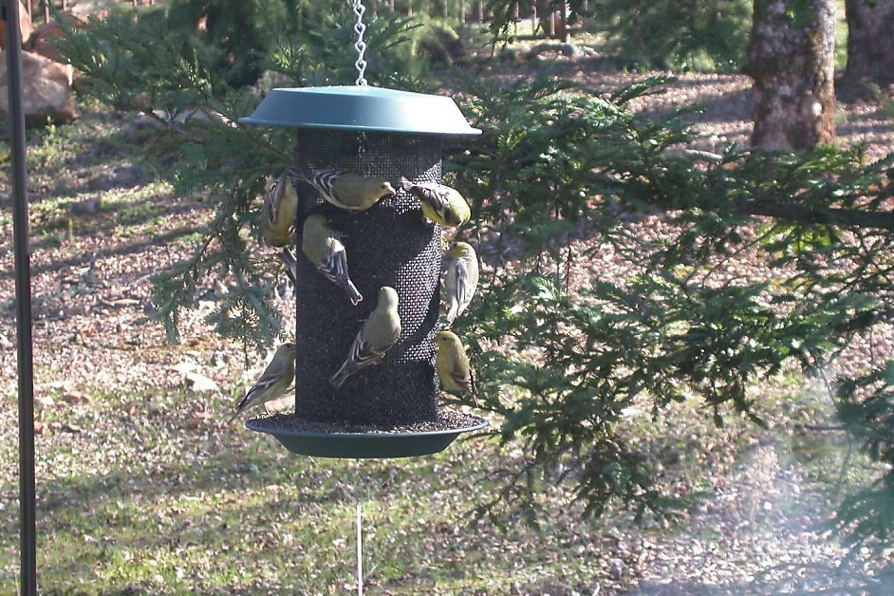 San Francisco 49ers Bird Feeder