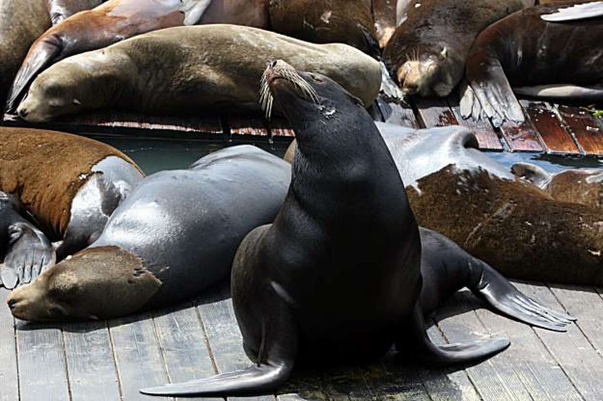 San Francisco Piers Confront Sea Lion Invasion