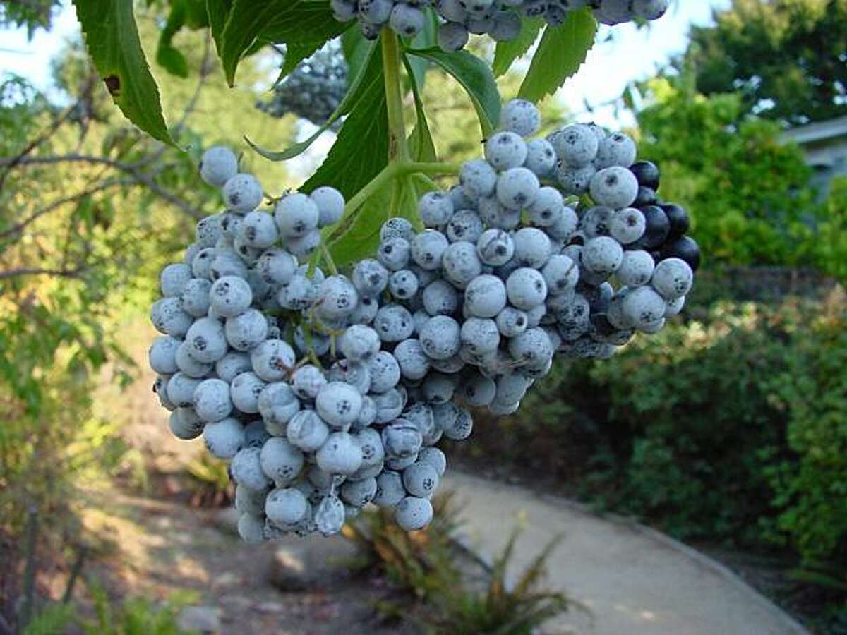 Blue elderberry is covered with sprays of cream-colored flowers in spring. In summer, it is laden with blue berries loved by birds.