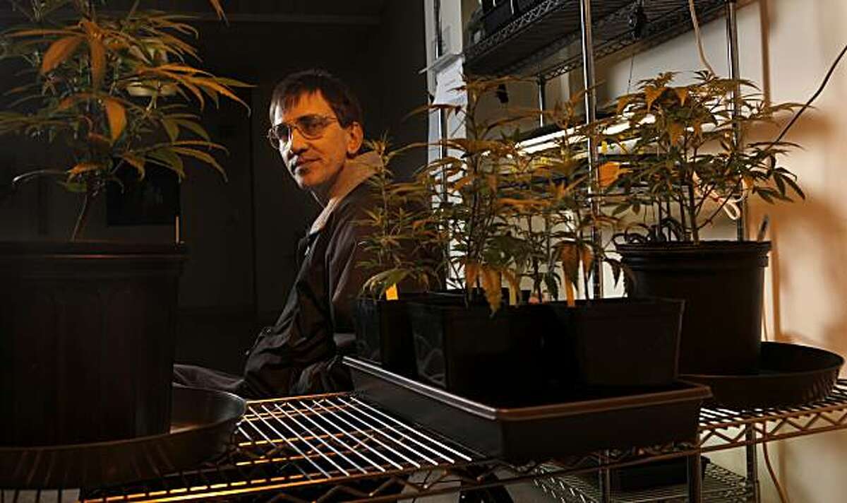Richard Lee, who founded Oaksterdam University in 2007 sits under the grow lights in the horticulture lab on the campus, Thursday, May 20, 2010, in Oakland, Calif.