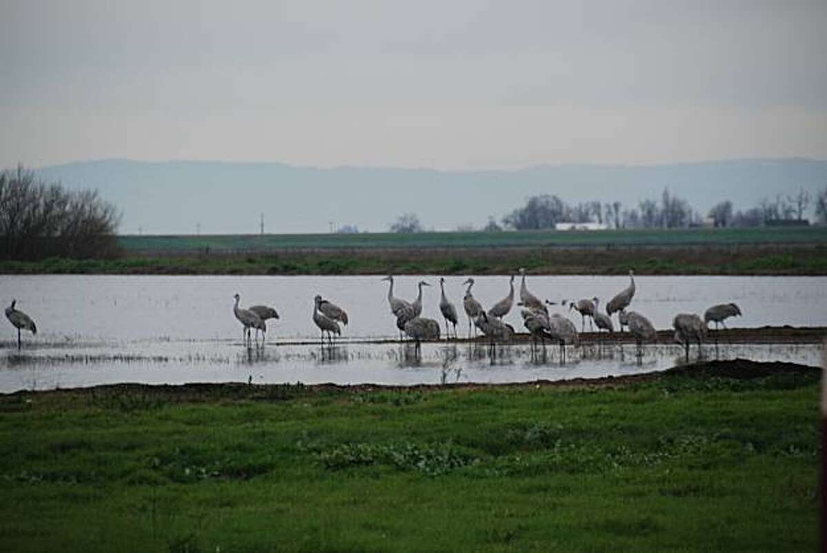 Lodi Sandhill Crane Festival birdwatching tours