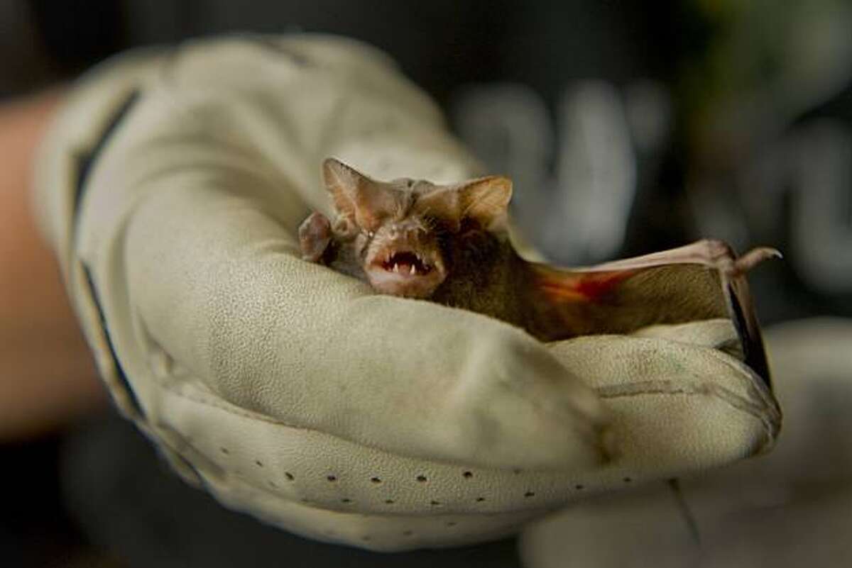 Dispelling flights of fancy about bats