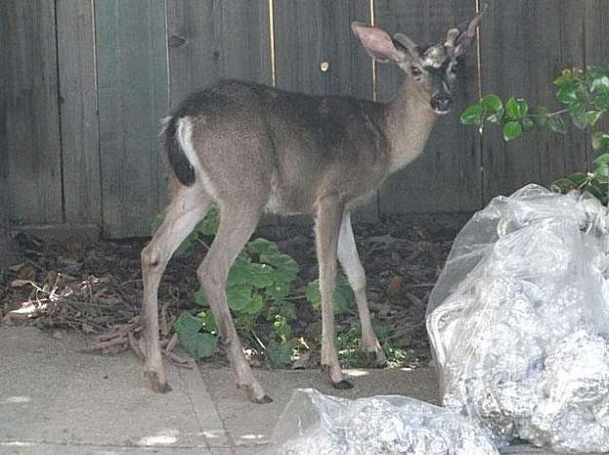 Residents of an East Oakland neighborhood were upset Monday evening, accusing police of using excessive force against a small male deer.