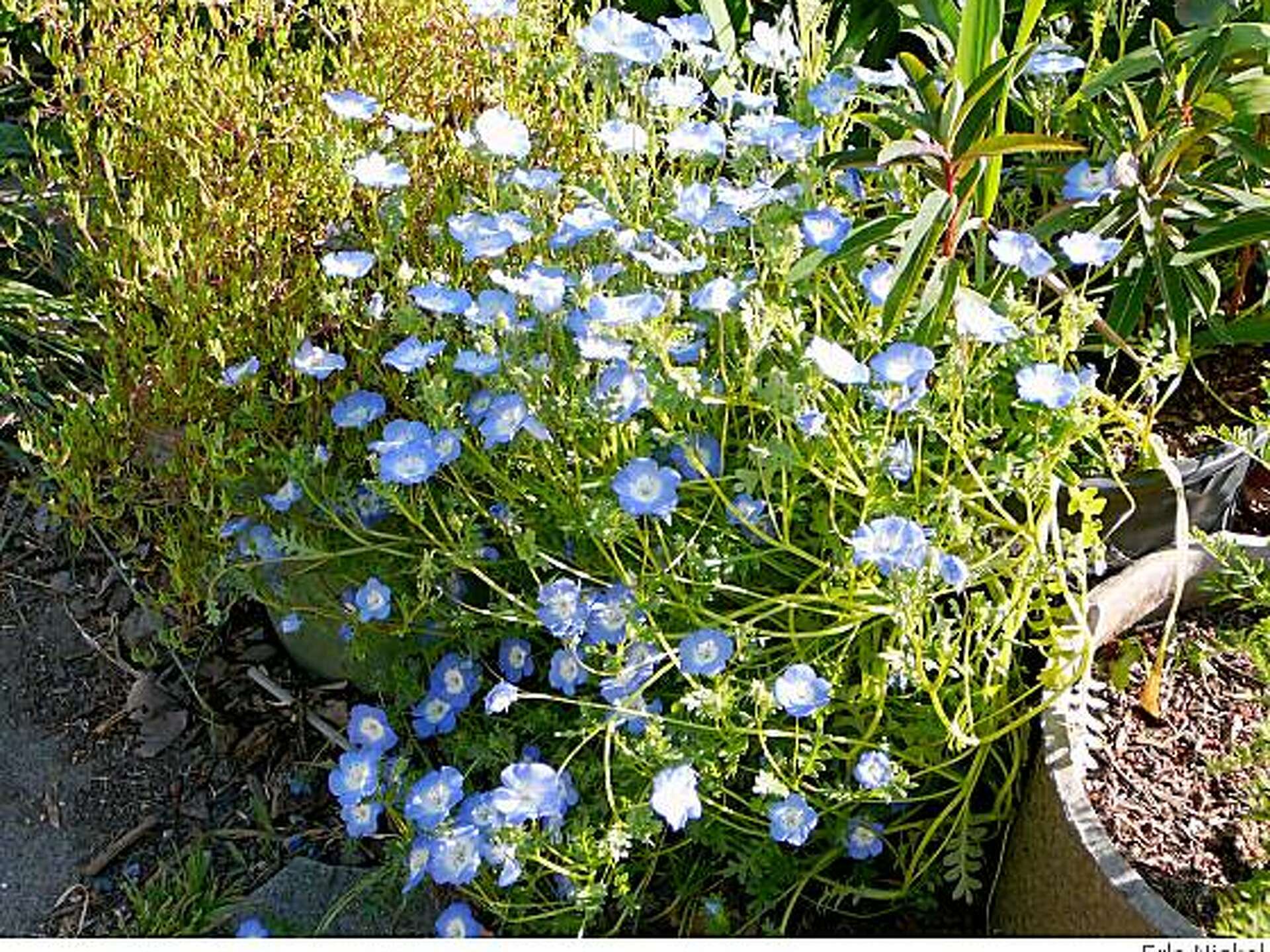 Baby blue-eyes cast a spell over March