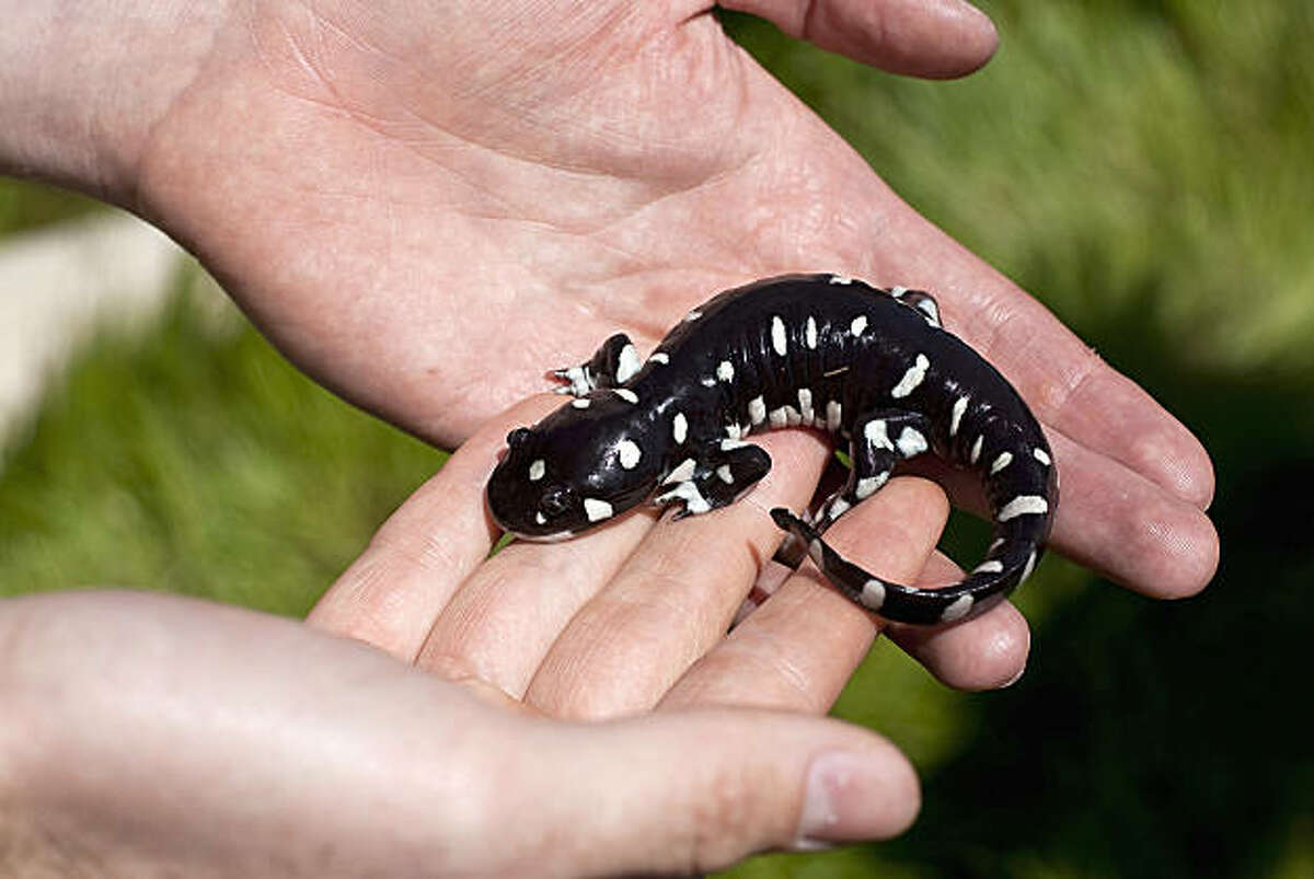 Wildlife Management, an East Bay development company, and its president James Tong admitted polluting a pond that supported the threatened California tiger salamander.