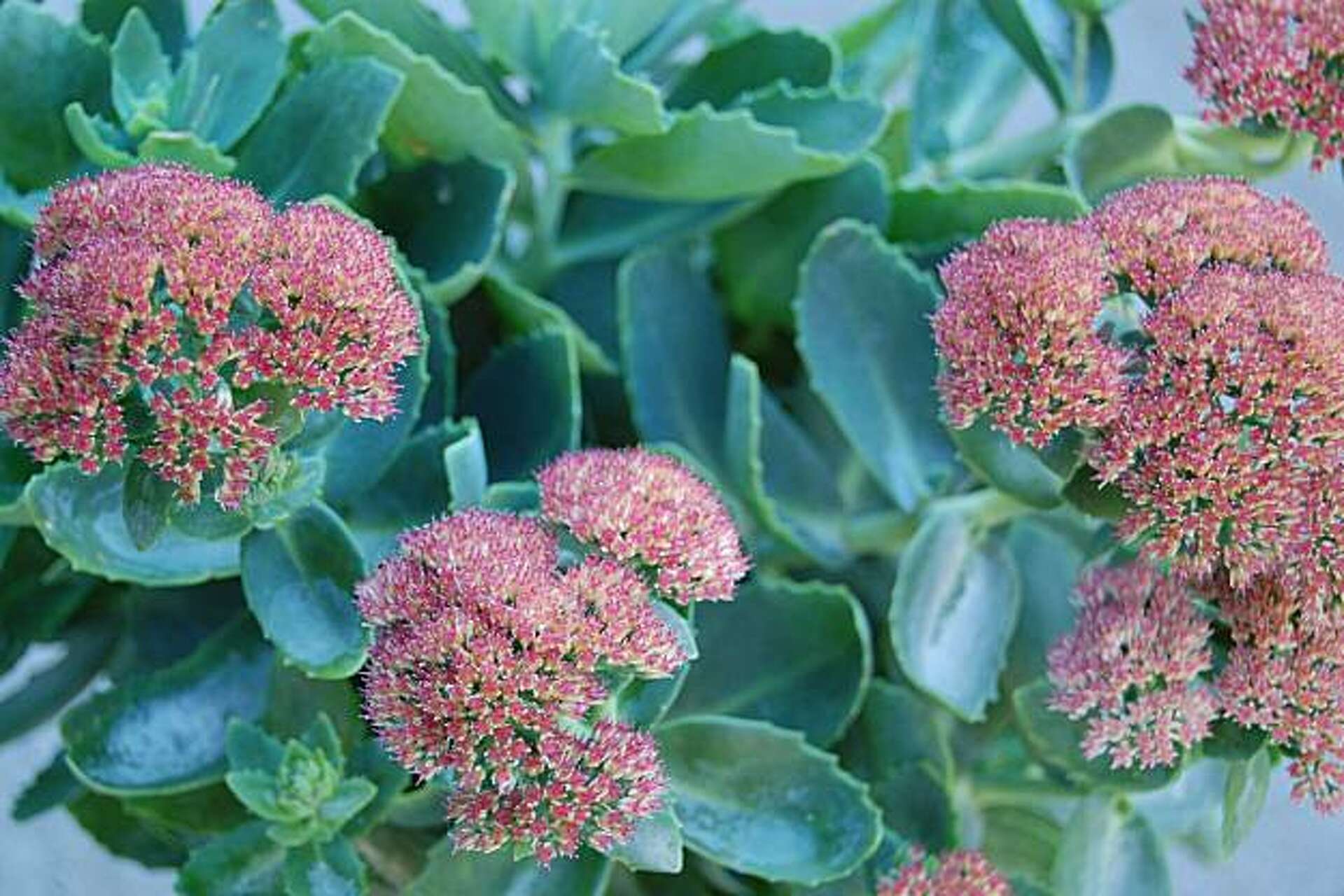 Succulent 'Autumn Joy' a colorful perennial