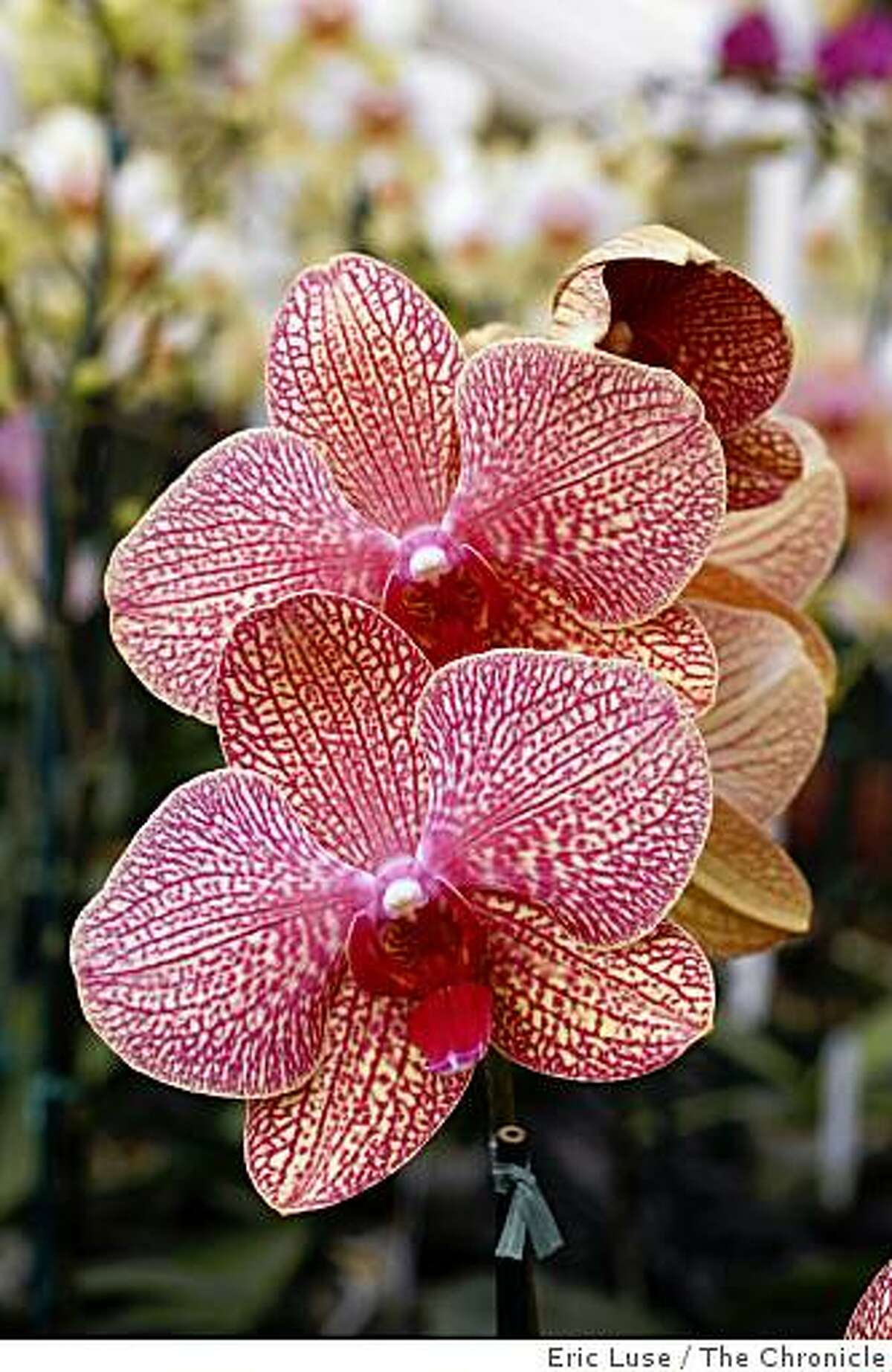Don T Fall For That Orchids Are So Needy Line
