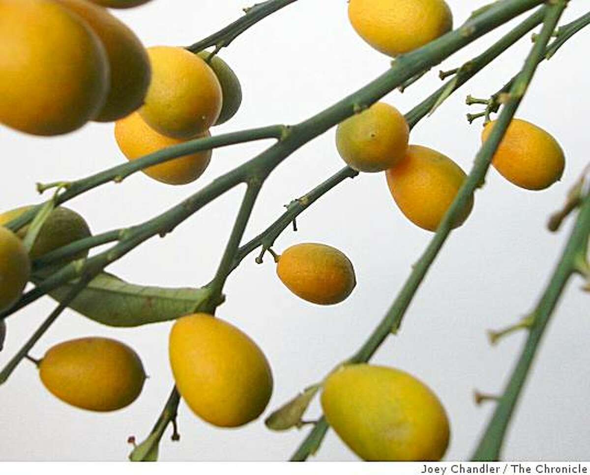 Kumquats Big flavor in a small package