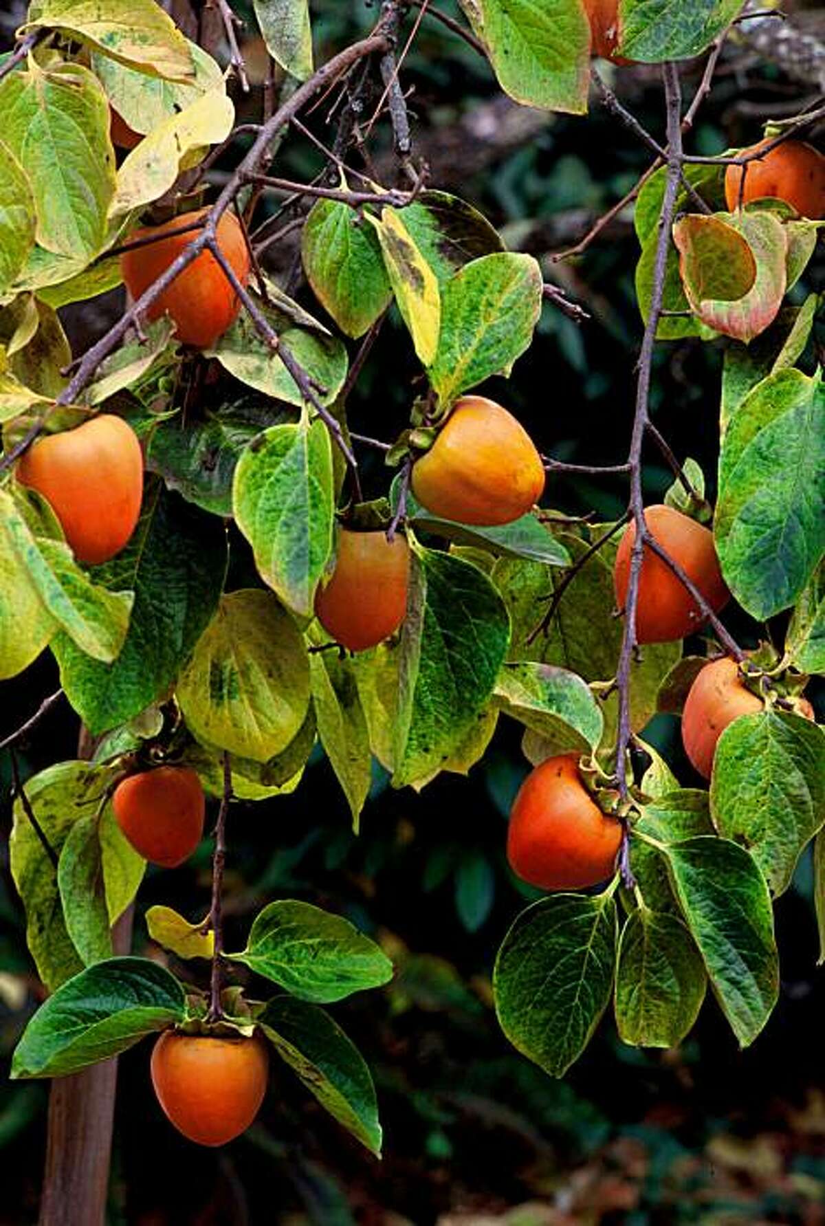 How long for persimmon tree to fruit