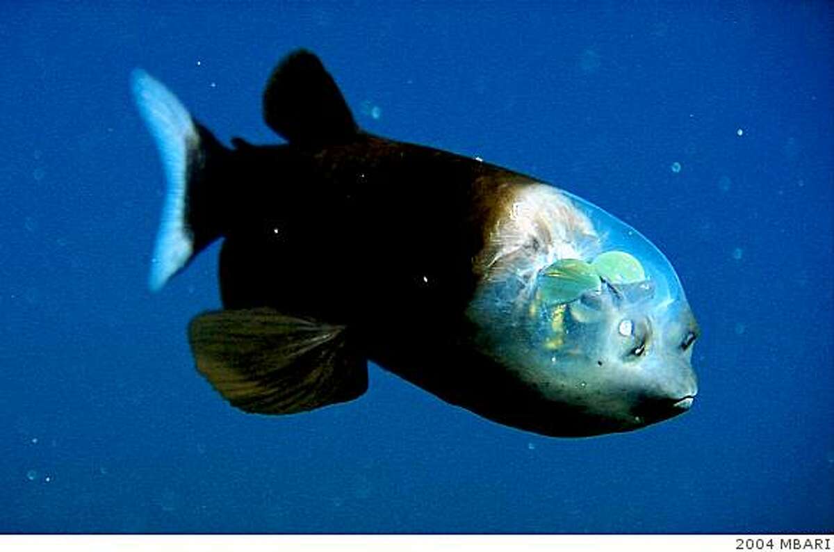 The barreleye (Macropinna microstoma) has extremely light-sensitive eyes that can rotate within a transparent, fluid-filled shield on its head. The bright green eyes point upward (as shown here) when the fish is looking for food overhead. They point forward when the fish is feeding. The two spots above the fish's mouth are olfactory organs called nares, which are analogous to human nostrils.