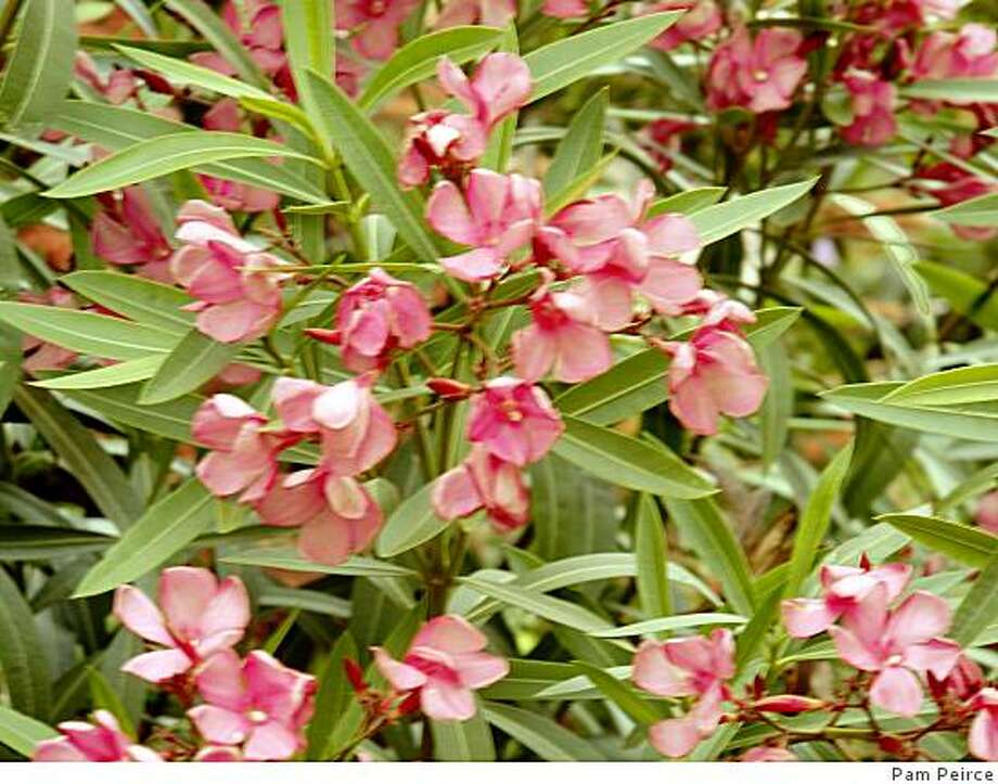 Poisonous oleander plant won't affect nearby rosemary - SFGate