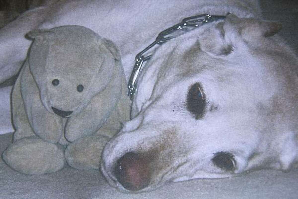 Gloria, an 11-year-old Labrador Retriever, is seen in an photo at the Hallock family home in Oakland, Calif. Gloria was shot and killed on Tuesday by Oakland police who were responding to a burglar alarm at the house.