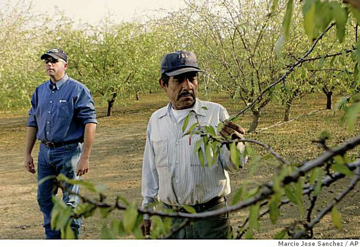 Shawn Coburn, left, and his foreman, Juan Guadian, inspect an almond orchard in Mendota, Calif., Wednesday, Dec. 10, 2008. A double whammy of drought and a court-ordered cutback of water supplies has cost California's agricultural heartland millions of dollars in lost planting, affecting workers in the nation's produce capital. (AP Photo/Marcio Jose Sanchez)