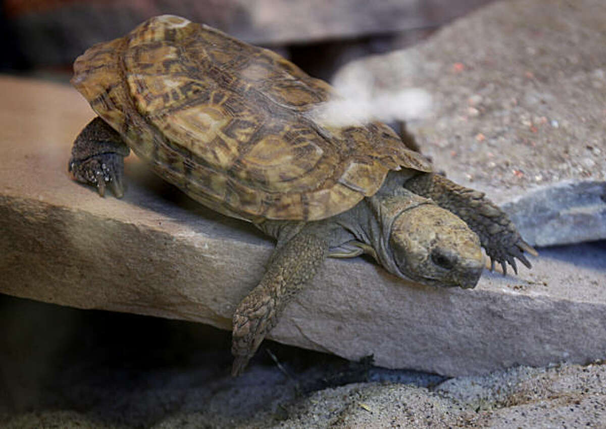 Oakland Zoo Gets Trio Of Fleet-footed Tortoises