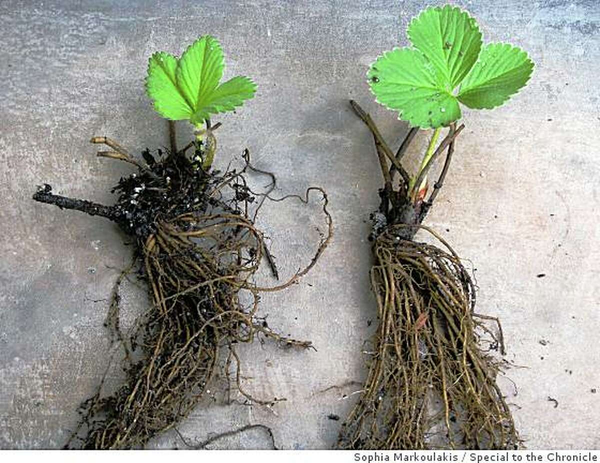 Bareroot berry plants will sweeten your summer