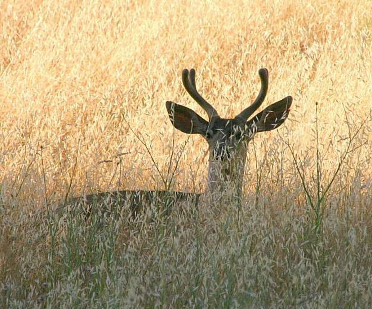 Deer season opens Saturday