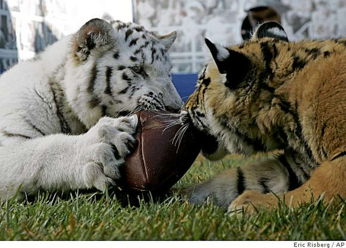 Pity the poor pigskin when tiger cubs play