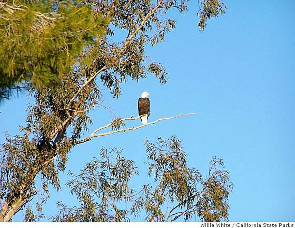 Where to see bald eagles in the valley