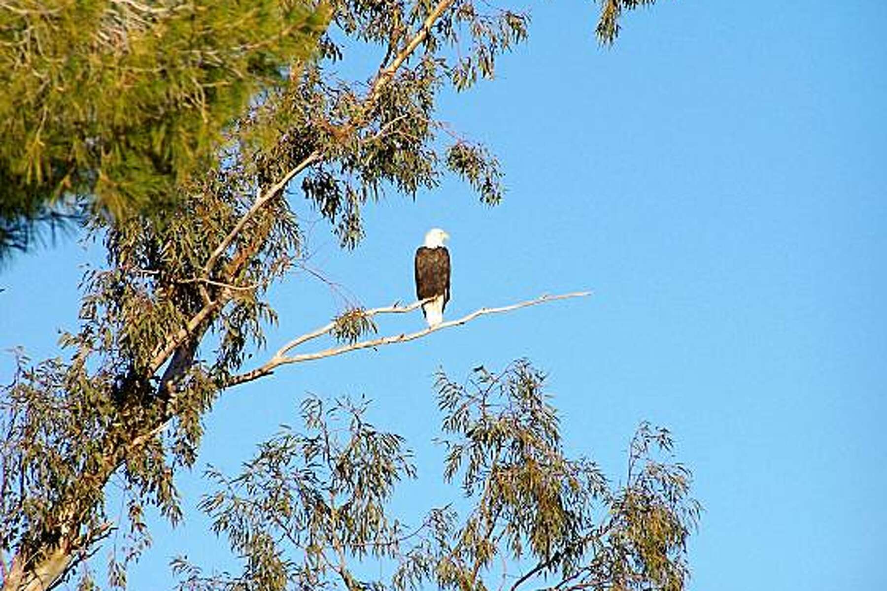 6 Great Places to See Bald Eagles in the San Francisco Bay Area