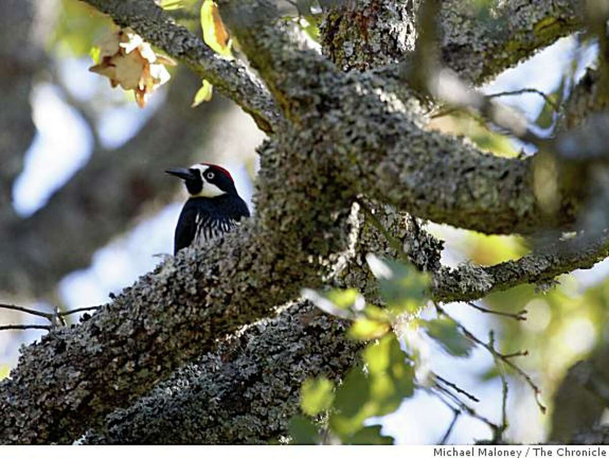 A woodpecker lands on an oak tree limb in Rossmoor on November 13, 2008. Some residents of Rossmoor have been having the eaves of their homes destroyed by woodpeckers who are storing their acorns in the holes they make. Rossmoor is considering shooting some of the birds.