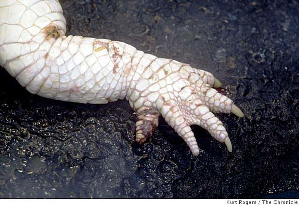 Claude the albino alligator at the Academy of Sciences in Golden Gate Park has an infected foot and will disappear from public view for a few weeks for health maintenance purposes.