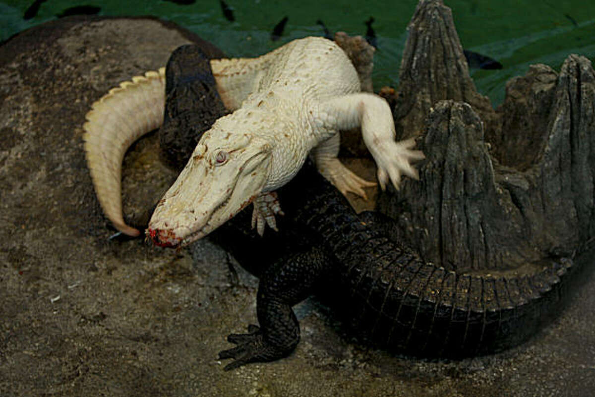 Inside the swamp tank at the Academy of Sciences in Golden Gate Park, Claude the albino alligator has a scuffle with Bonnie the other alligator in the tank on Tuesday Jan 13, 2009 in San Francisco, Calif. Claude is ailing and will disappear from public view for a few weeks for health maintenance purposes.