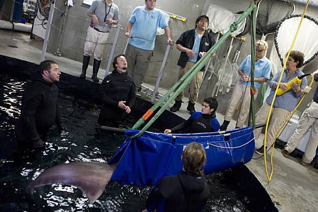 Aquarium of the Bay nets huge sevengill shark