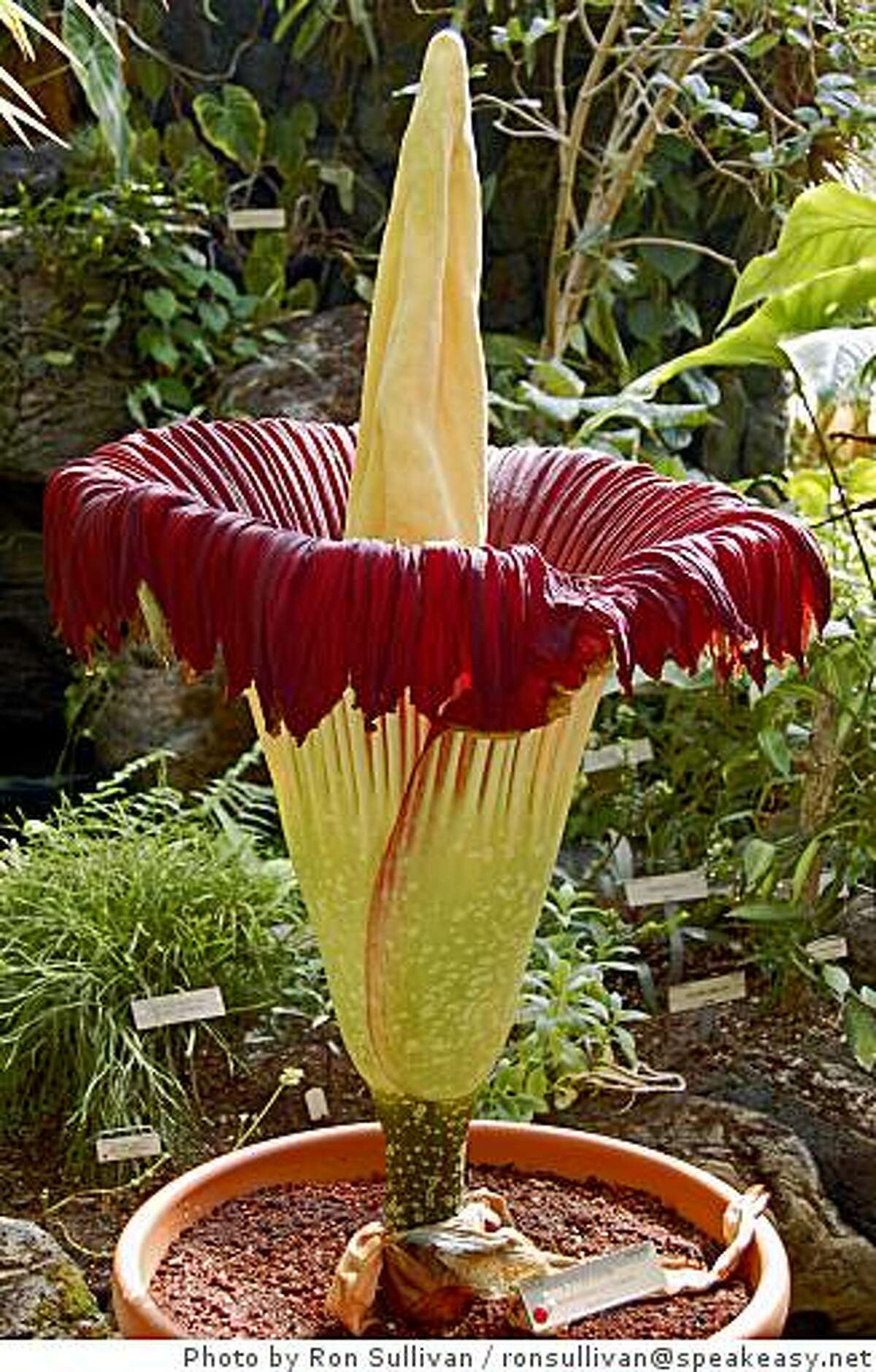 Corpse Flower S Steamy Film Scenes Revealing