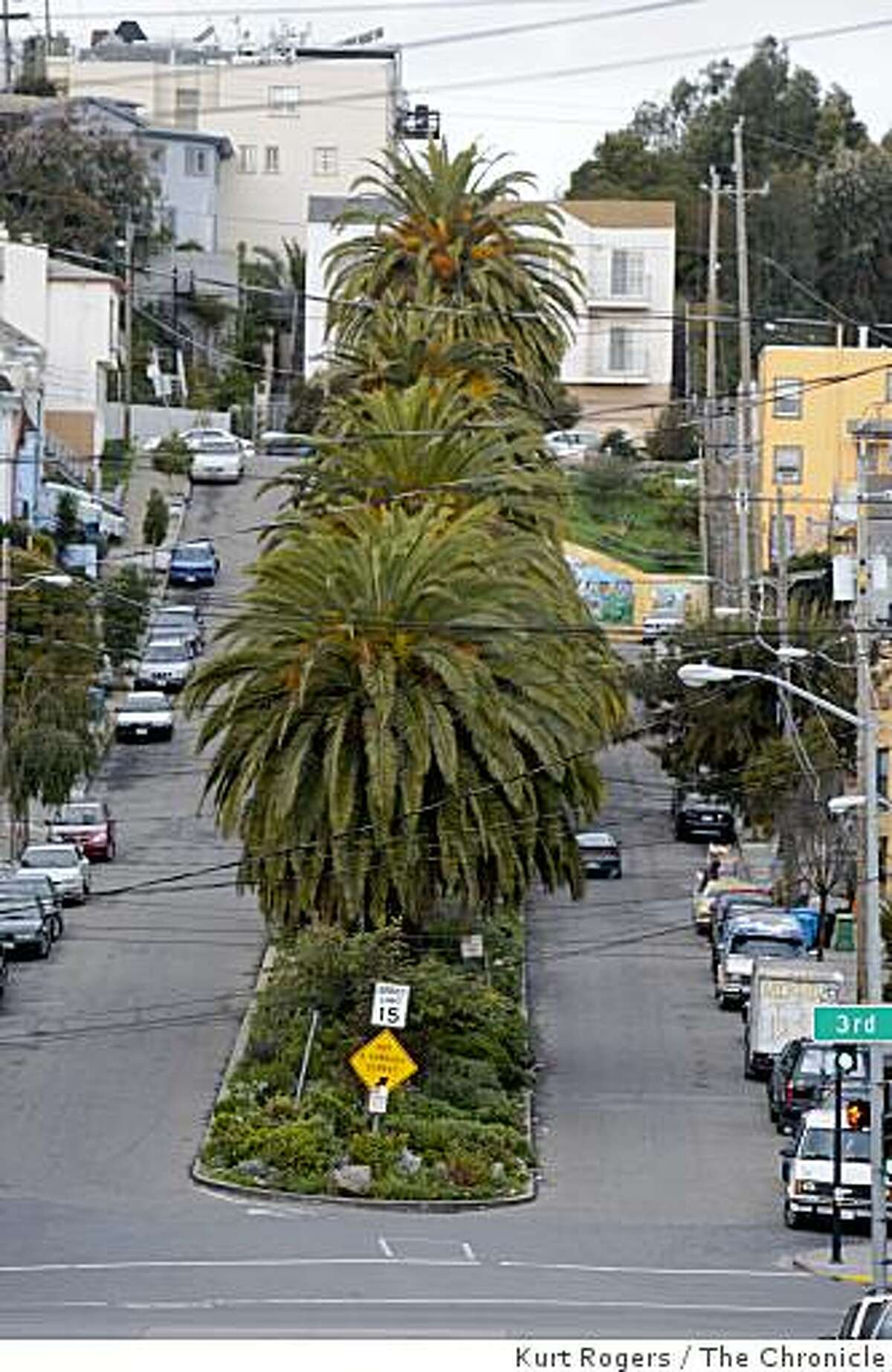San Francisco has started giving trees landmark status. These palm trees are in the center of Quesada Street.. on Tuesday Dec 23, 2008 in San Francisco , Calif