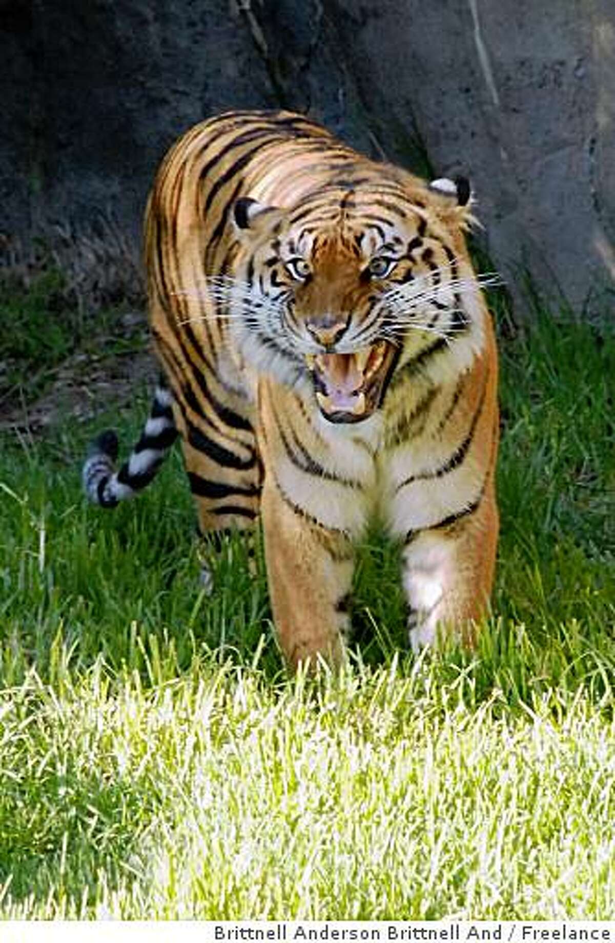 Sculpture of Tatiana the tiger unveiled