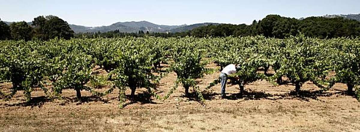 Vineyard owner Alvin Tollini inspects the Carignane grape vines on his 30 acre property on Monday, July 26, 2010 in Redwood Valley, Calif.