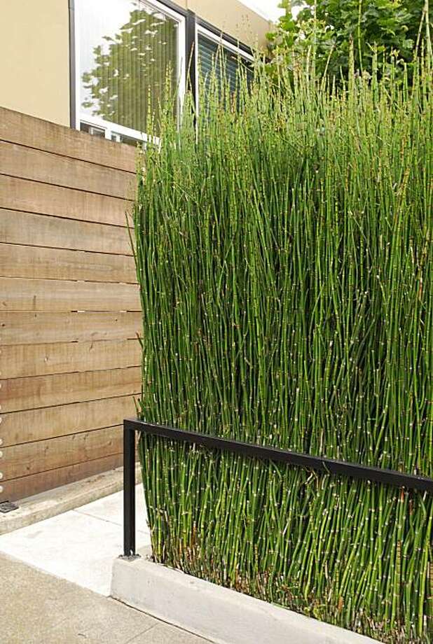 Reining In Stubborn Horsetails Sfgate In Its Place That Is Bounded By A Concrete Enclosure Horsetail Makes Handsome
