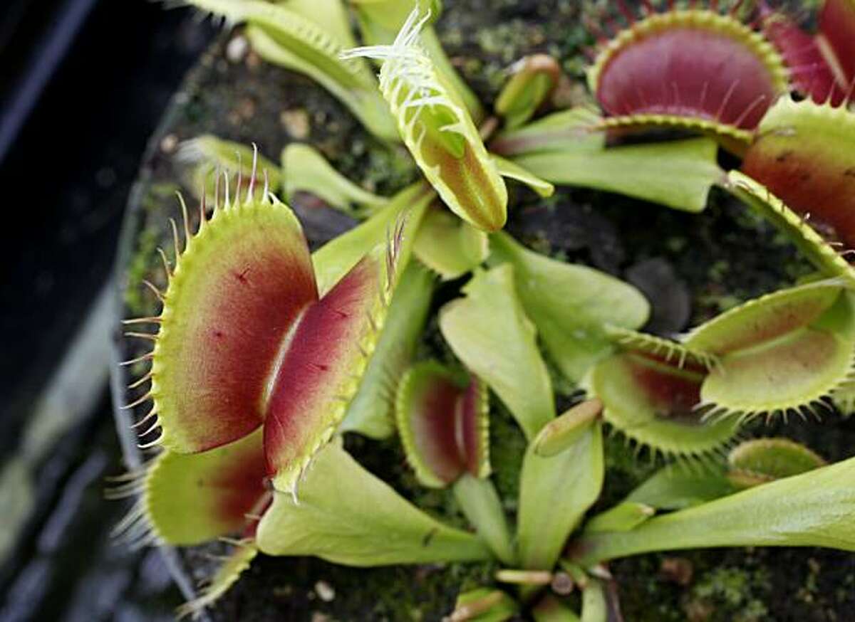 Detail of a Venus Flytrap plant Wednesday May 19, 2010. Peter D'Amato is the king of carnivores plants and the owner of California Carnivores in Sebastopol, Calif. He is the supplier for CHOMP, an exhibition of meat-eating plants on display at the Conservatory of Flowers in San Francisco.