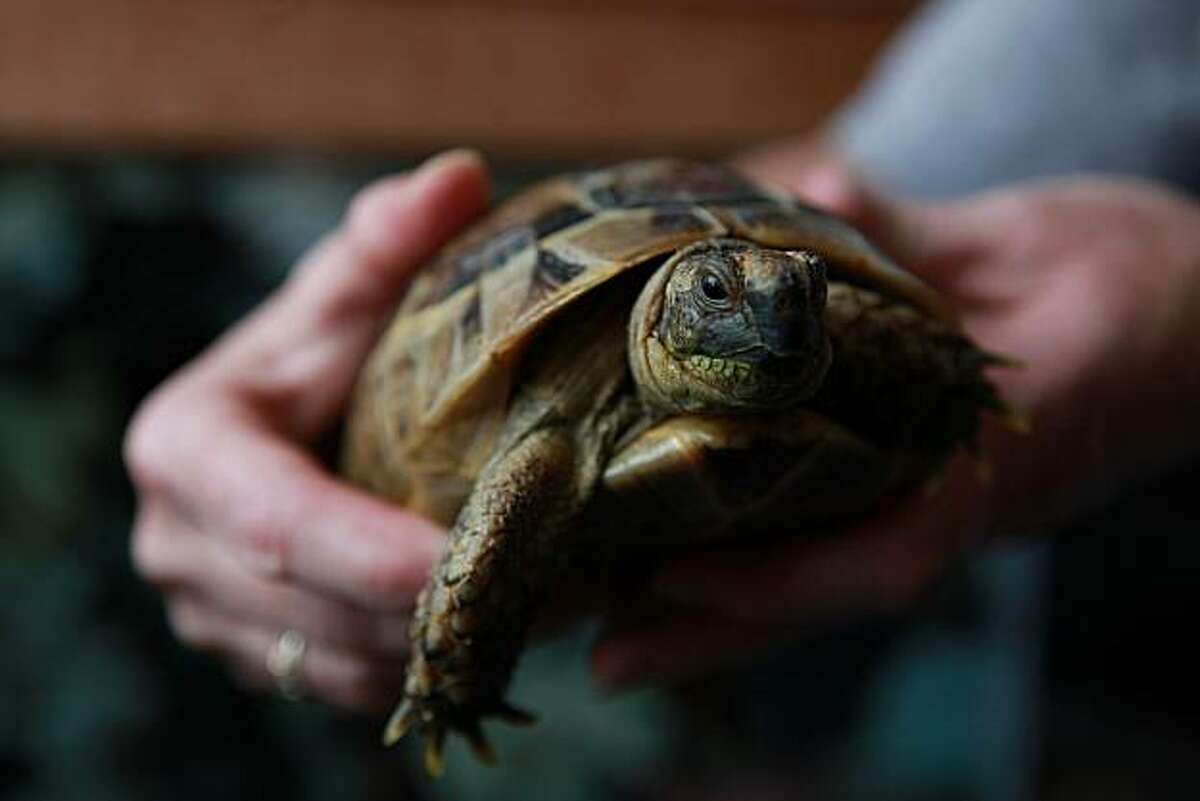 A syrian greek tortoise at Animal Connection, in San Francisco, Calif., on Wednesday, July7, 2010. San Francisco is considering ban on all pet sales in the city.