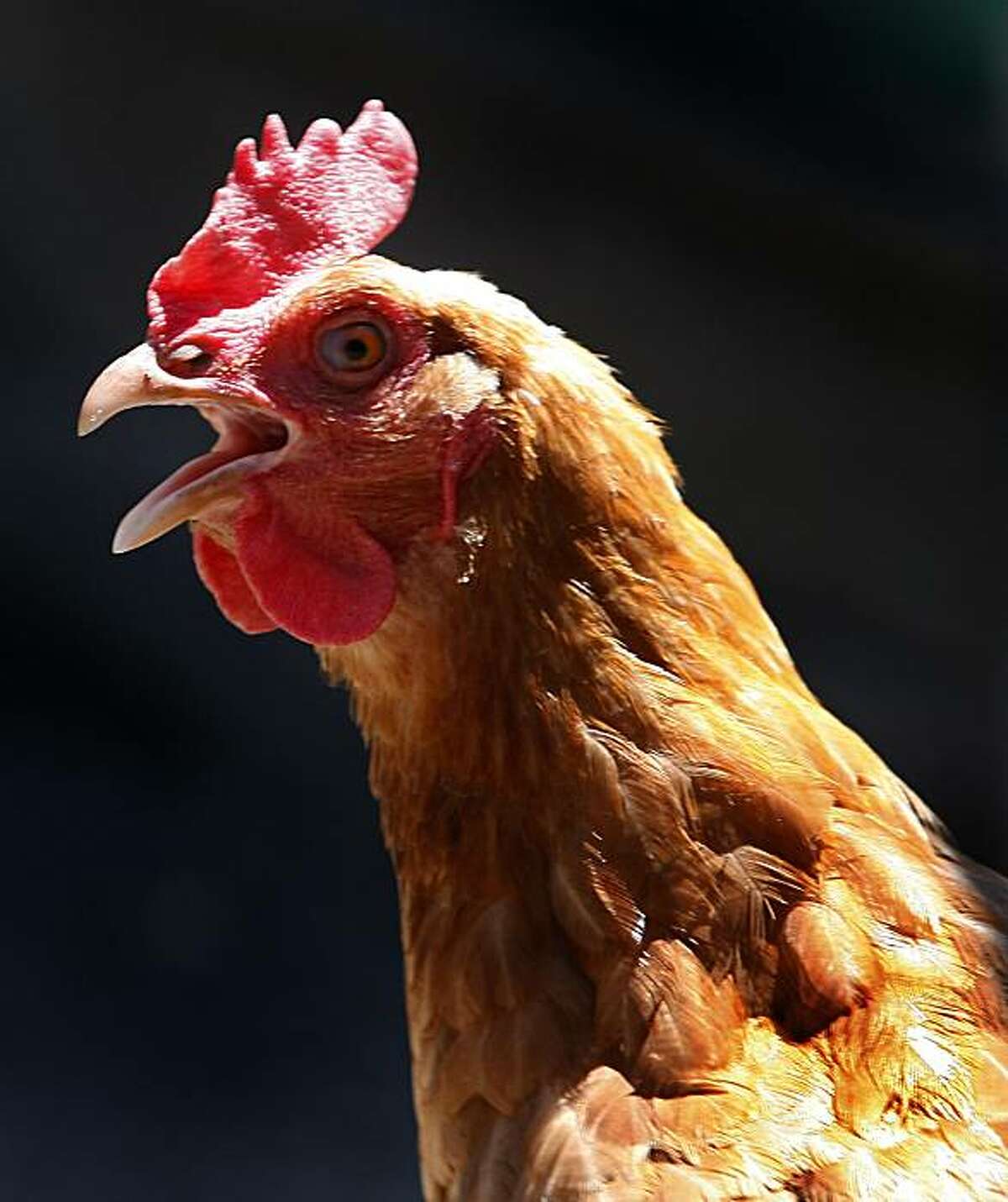 Adopt a rescued egglaying hen