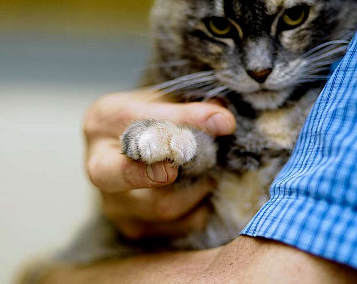 Fur Flies Over Proposed Ban On Declawing Cats 3187