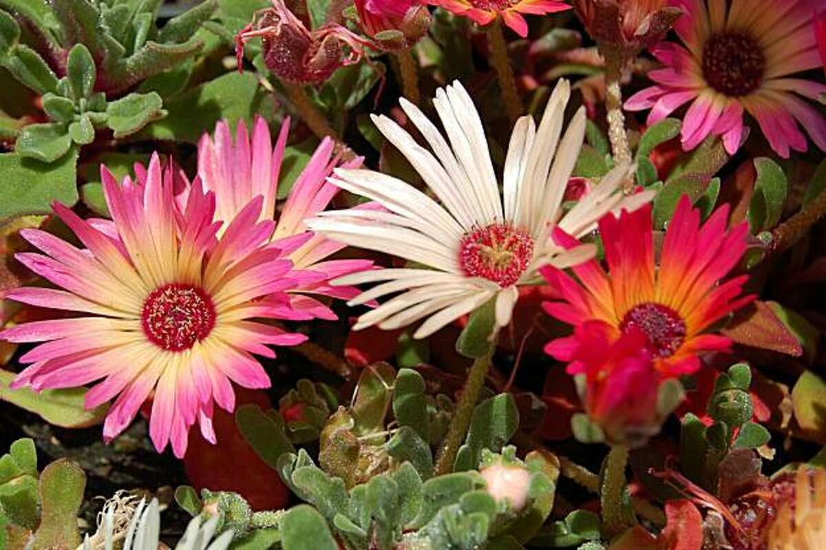 Ice Plant That Comes In Rainbow Of Colors