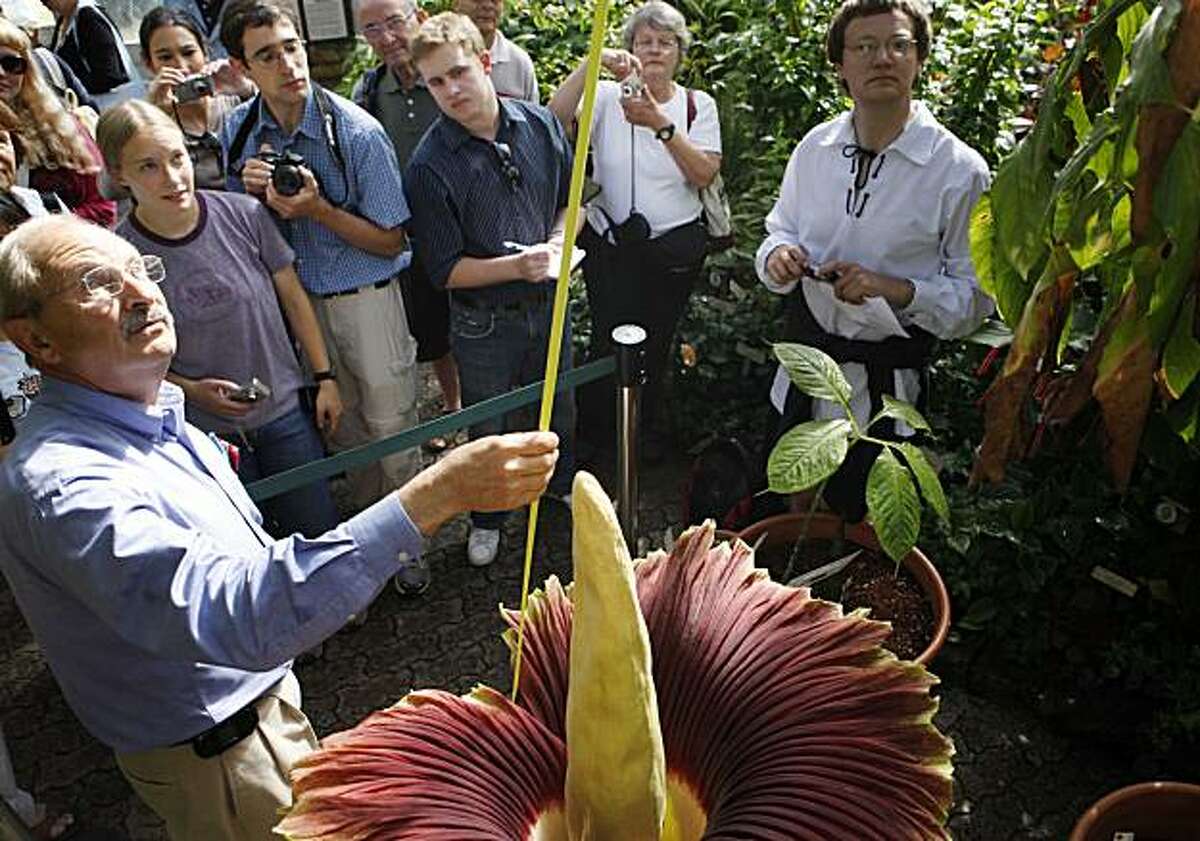 Paul Lict, director of the UC Berkeley Botanical Gardens, measures the full bloom of "Maladora," a 15-year-old corpse flower also known as Amorphophallus Titanum that chose to show all of its glory in the gardens on Wednesday June 30, 2010 in Berkeley, Calif. The rare Sumatran flower typically only blooms for a 24 hours period and then withers away.