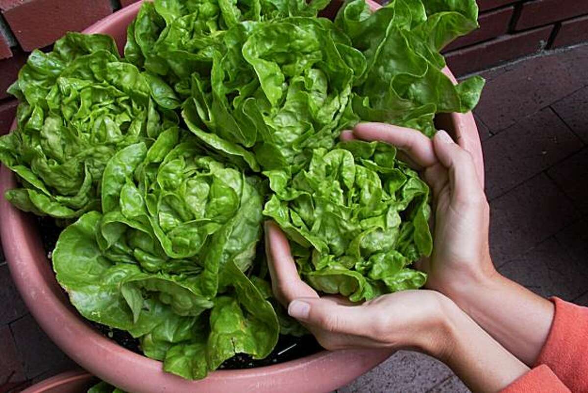 Get a load of these lettuce 'babies'