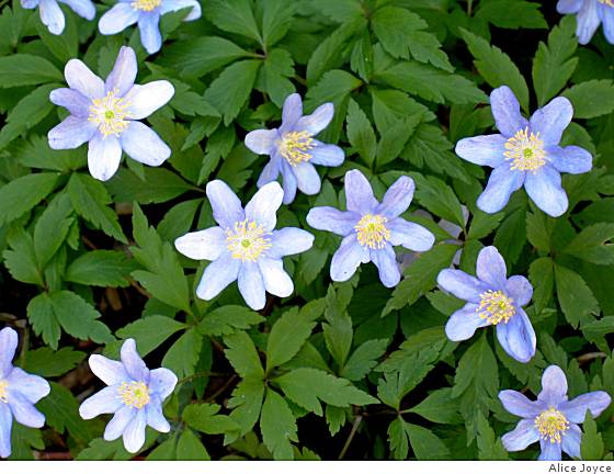 Wood anemones flourish in cool climate, damp soil